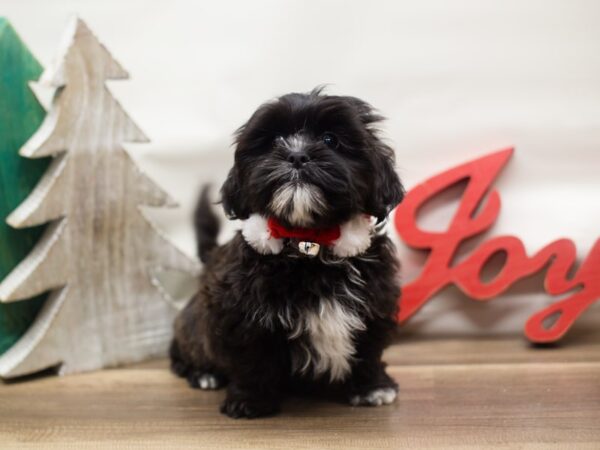 Malshih DOG Male Black with White Markings 13118 Petland Wichita, Kansas