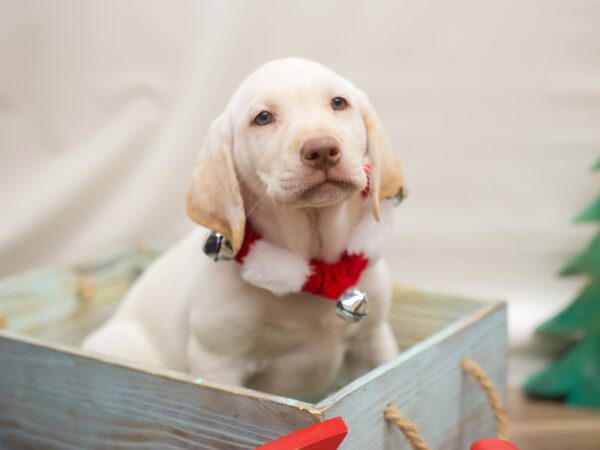 Labrador Retriever DOG Female Yellow 13114 Petland Wichita, Kansas