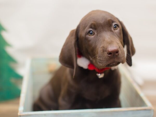 Labrador Retriever DOG Female Chocolate 13113 Petland Wichita, Kansas