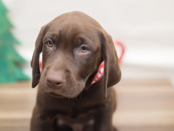 Labrador Retriever DOG Male Chocolate 13112 Petland Wichita, Kansas