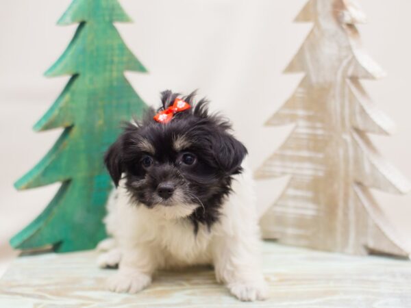 Havanese DOG Female White and Black 13137 Petland Wichita, Kansas