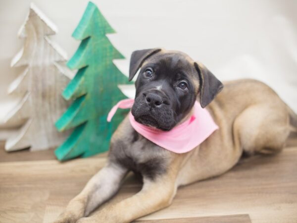 Bull Mastiff DOG Female Fawn with Black Mask 13170 Petland Wichita, Kansas