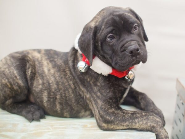 Bull Mastiff DOG Male Brindle 13169 Petland Wichita, Kansas