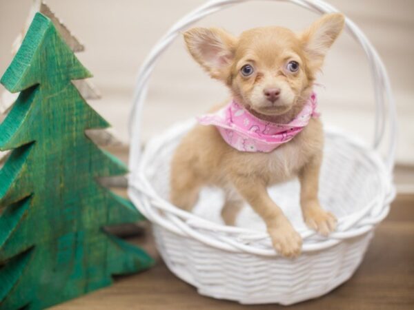 Chihuahua DOG Female Fawn 13166 Petland Wichita, Kansas