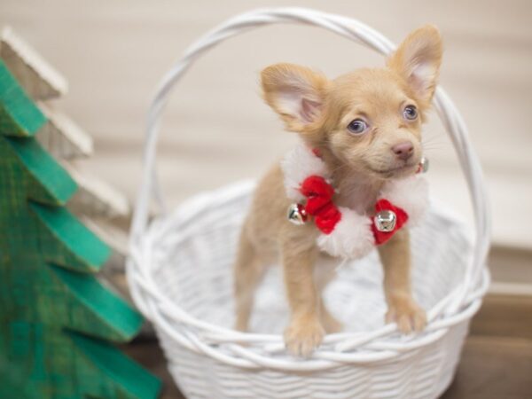 Chihuahua-DOG-Female-Fawn-13165-Petland Wichita, Kansas