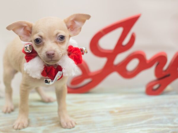 Chihuahua DOG Female Fawn 13164 Petland Wichita, Kansas