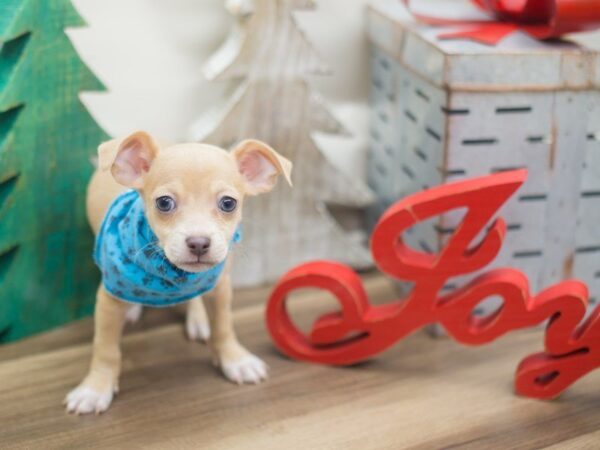 Chihuahua DOG Male Fawn 13163 Petland Wichita, Kansas