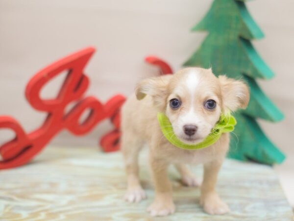 Chihuahua DOG Male Fawn 13162 Petland Wichita, Kansas