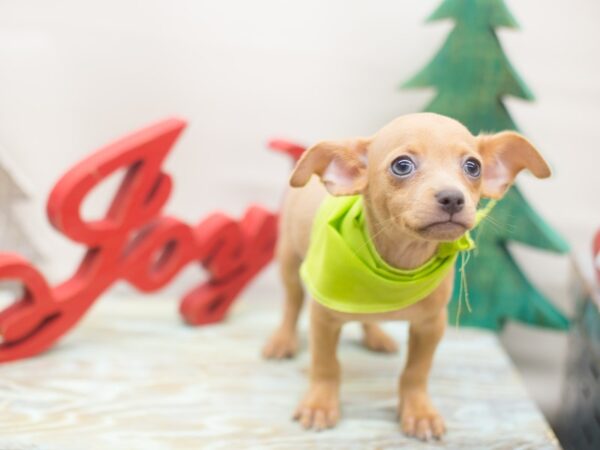 Chihuahua-DOG-Male-Fawn-13161-Petland Wichita, Kansas