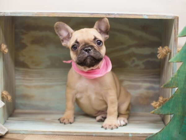 French Bulldog-DOG-Female-Fawn-13160-Petland Wichita, Kansas
