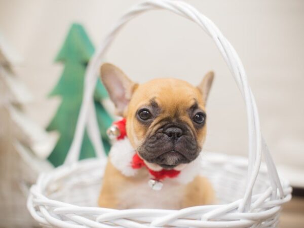 French Bulldog DOG Female Red Fawn 13159 Petland Wichita, Kansas