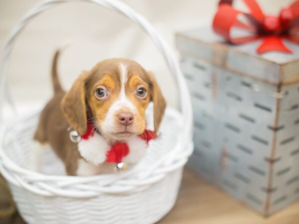 Beagle DOG Female Chocolate White and Tan 13158 Petland Wichita, Kansas