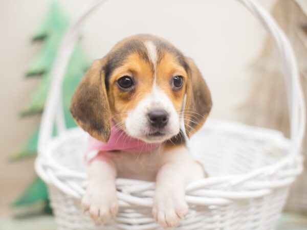 Beagle-DOG-Female-Black White and Tan-13157-Petland Wichita, Kansas