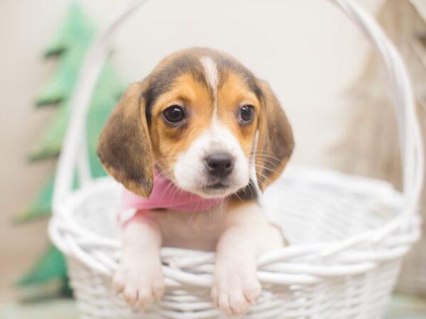 Beagle DOG Female Black White and Tan 13157 Petland Wichita, Kansas