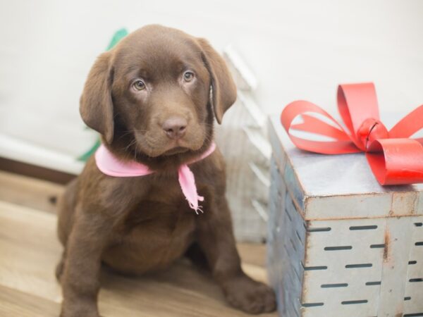 Labrador Retriever-DOG-Female-Chocolate-13156-Petland Wichita, Kansas