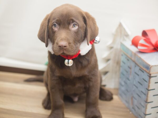 Labrador Retriever-DOG-Male-Chocolate-13155-Petland Wichita, Kansas