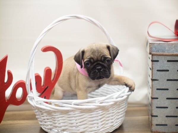 Pug DOG Female Fawn 13154 Petland Wichita, Kansas