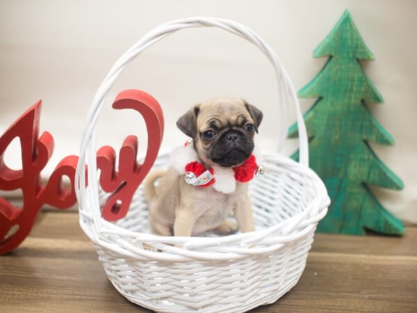 Pug DOG Female Fawn 13153 Petland Wichita, Kansas