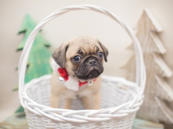 Pug-DOG-Male-Fawn-13152-Petland Wichita, Kansas