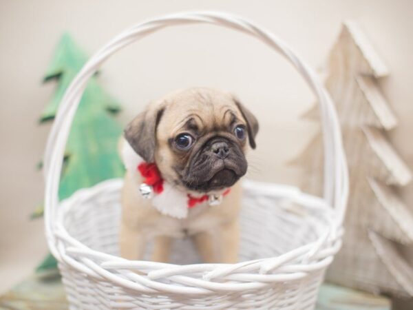 Pug DOG Male Fawn 13152 Petland Wichita, Kansas