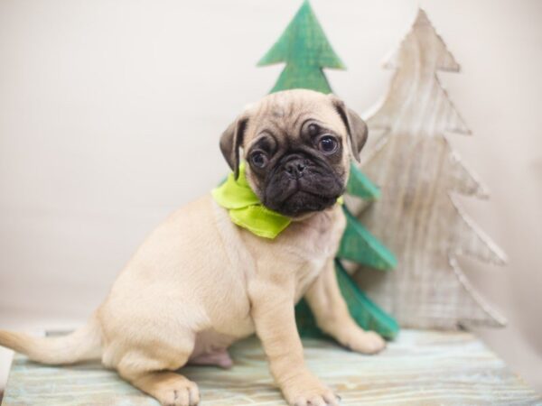 Pug DOG Male Fawn 13151 Petland Wichita, Kansas