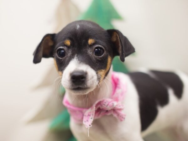 Rat Terrier DOG Female Tri Color 13167 Petland Wichita, Kansas