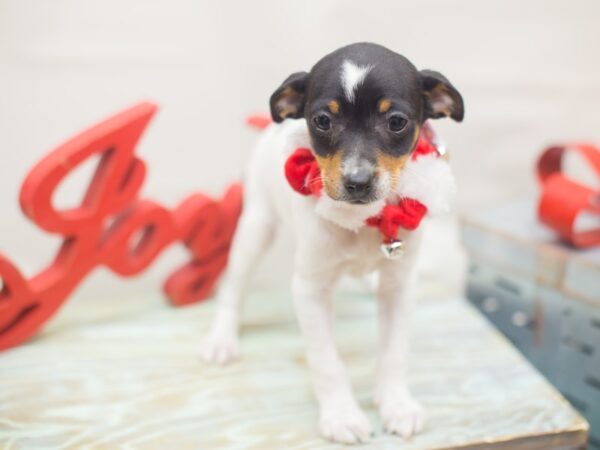 Rat Terrier Puppy Tri Color Id 13168