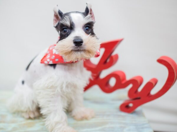 Miniature Schnauzer-DOG-Male-Black and White-13199-Petland Wichita, Kansas