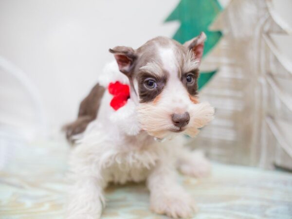 Miniature Schnauzer DOG Male Chocolate and Whtie 13198 Petland Wichita, Kansas