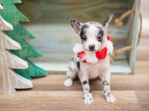 Pomchi-DOG-Female-Blue Merle Parti-13197-Petland Wichita, Kansas