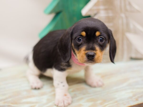 Miniature Dachshund DOG Female Black, Tan and White 13196 Petland Wichita, Kansas