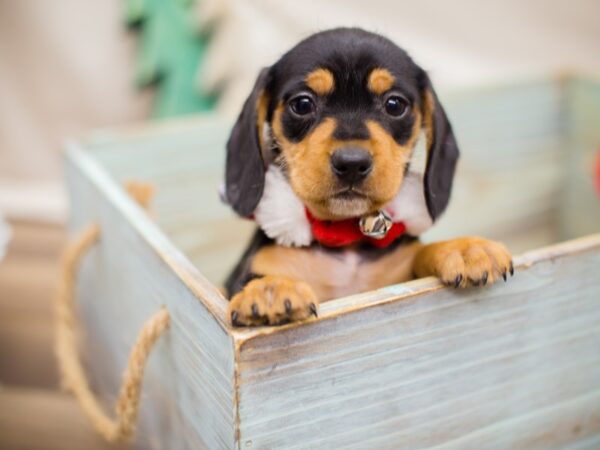 Miniature Dachshund DOG Female Black and Tan 13195 Petland Wichita, Kansas