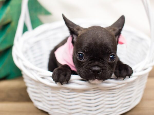 French Bulldog DOG Female Brindle 13194 Petland Wichita, Kansas