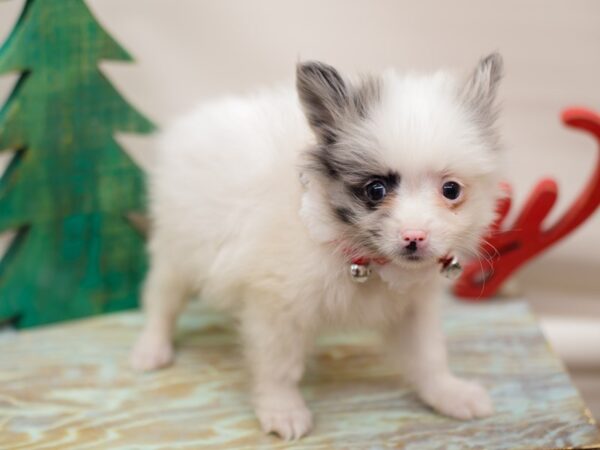 Pomeranian DOG Male Blue Merle Parti 13193 Petland Wichita, Kansas