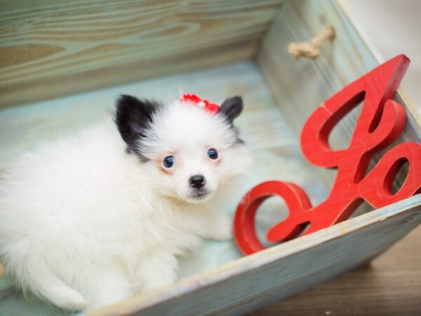 Pomeranian-DOG-Male-Black and White Parti-13192-Petland Wichita, Kansas