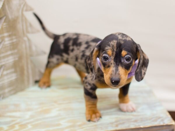 Miniature Dachshund DOG Female Silver Dapple 13191 Petland Wichita, Kansas