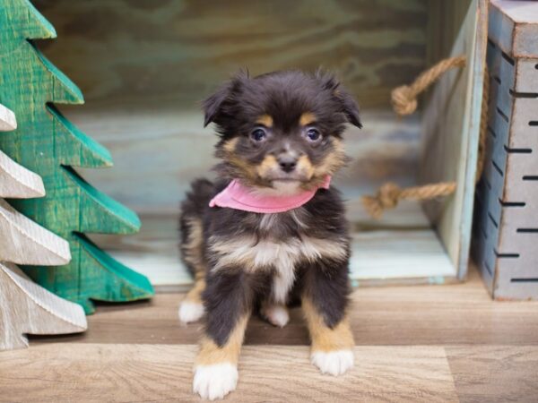 Miniature Australian Shepherd DOG Female Tri Color 13190 Petland Wichita, Kansas