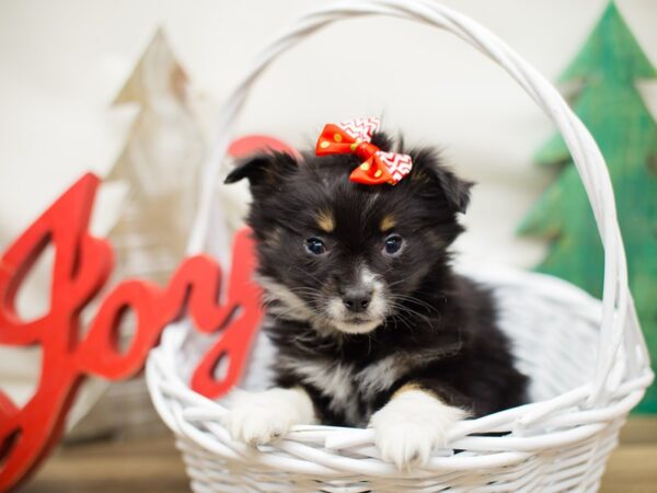 Miniature Australian Shepherd DOG Female Tri Color 13189 Petland Wichita, Kansas