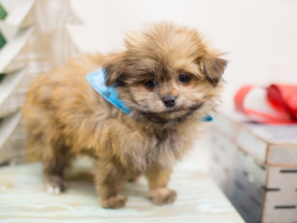 Shihpom DOG Male Dark Sable 13188 Petland Wichita, Kansas