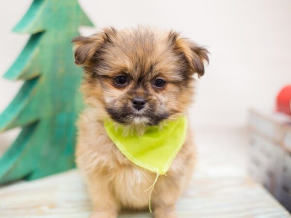 Shihpom DOG Male Dark Sable 13187 Petland Wichita, Kansas