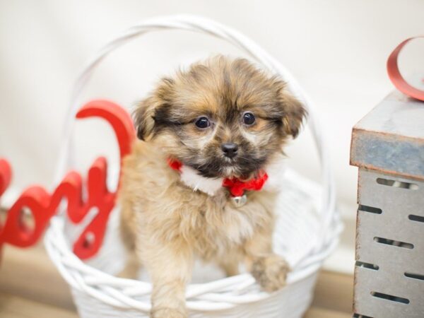 Shihpom-DOG-Male-Dark Sable-13186-Petland Wichita, Kansas