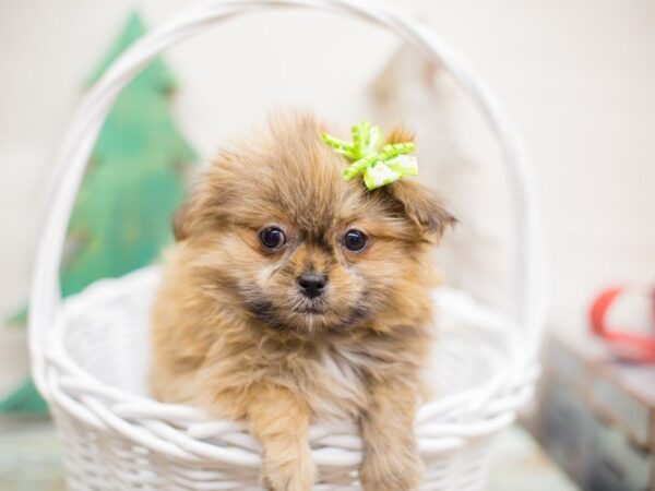 Shihpom DOG Female Dark Sable 13185 Petland Wichita, Kansas