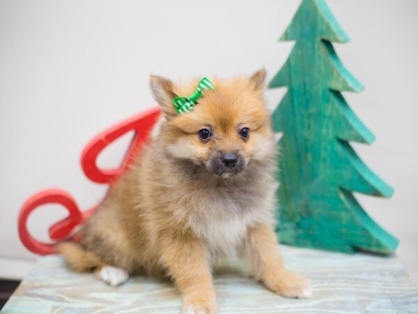 Pomeranian DOG Female Red Sable 13184 Petland Wichita, Kansas