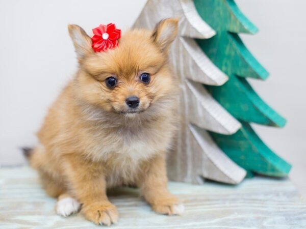 Pomeranian DOG Female Red Sable 13183 Petland Wichita, Kansas