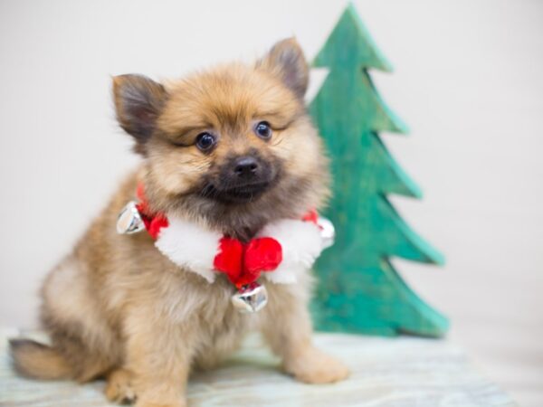 Pomeranian DOG Male Red Sable 13181 Petland Wichita, Kansas