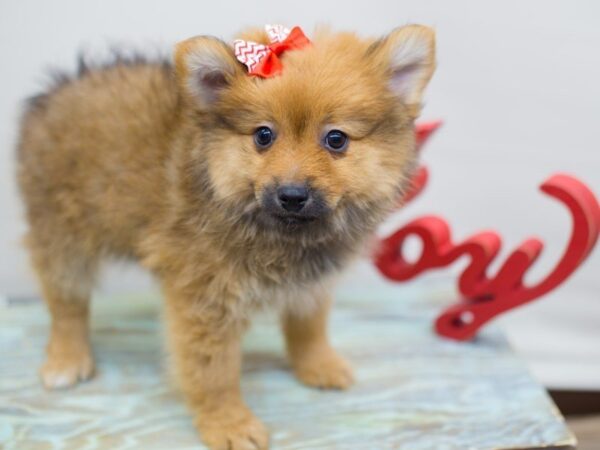 Pomeranian DOG Female Red Sable 13182 Petland Wichita, Kansas