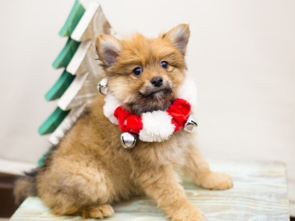 Pomeranian DOG Male Red Sable 13180 Petland Wichita, Kansas