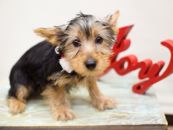 Yorkshire Terrier-DOG-Male-Black and Tan-13179-Petland Wichita, Kansas