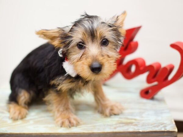 Yorkshire Terrier DOG Male Black and Tan 13179 Petland Wichita, Kansas