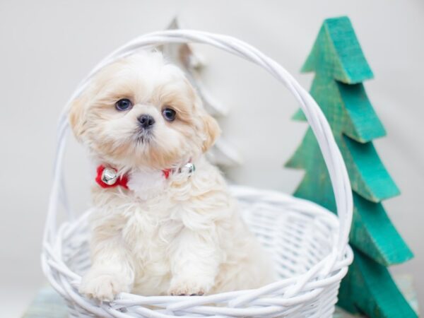 Shih Tzu DOG Female Cream with Gold Markings 13178 Petland Wichita, Kansas